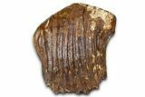 Woolly Mammoth Upper M Molar - North Sea Deposits #370382-2